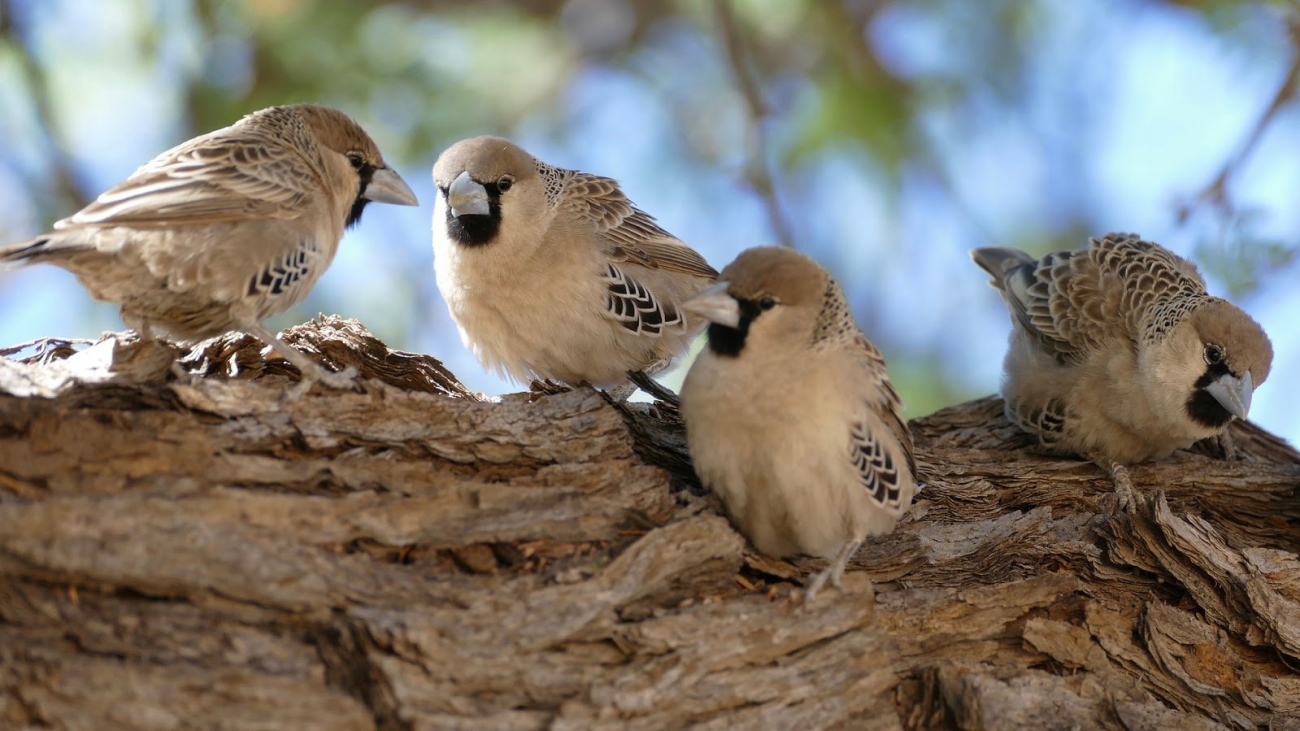 Nerd Watching: GPU-Powered AI Helps Researchers Identify Individual Birds