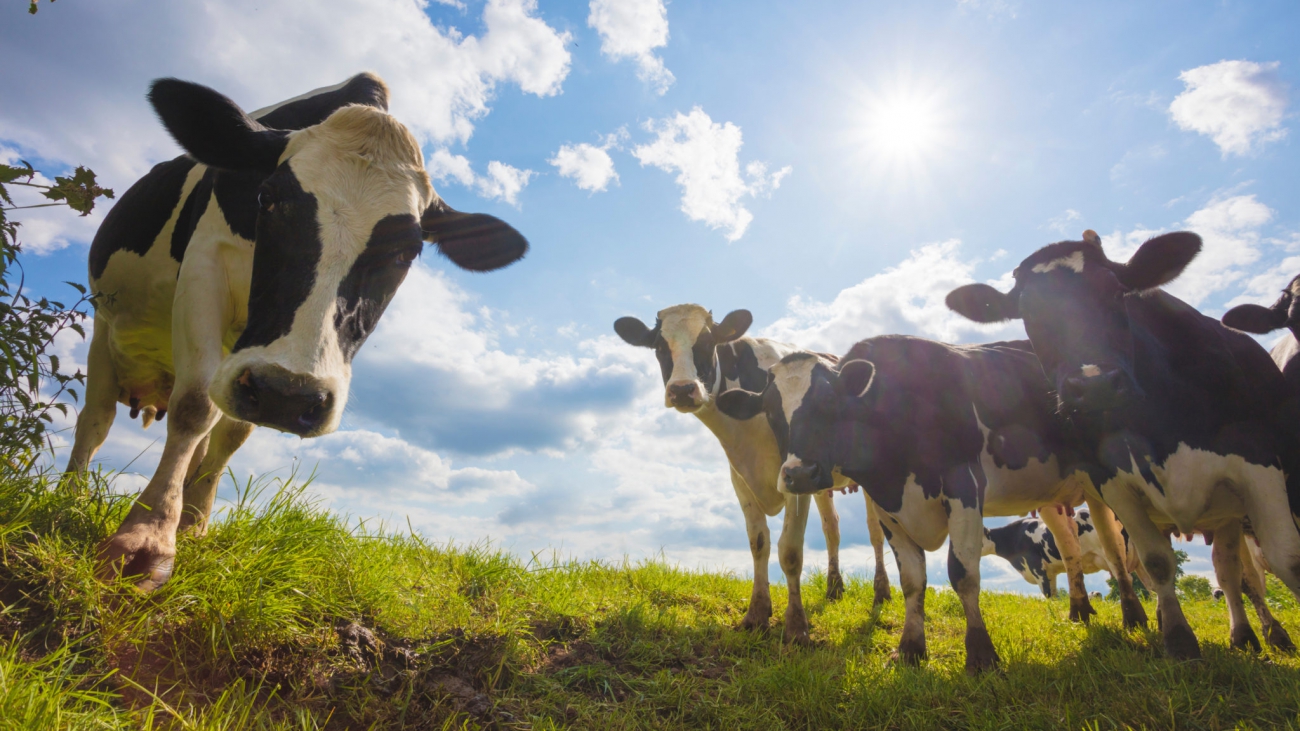 Scotland’s Rural College Makes Moo-ves Against Bovine Tuberculosis with AI