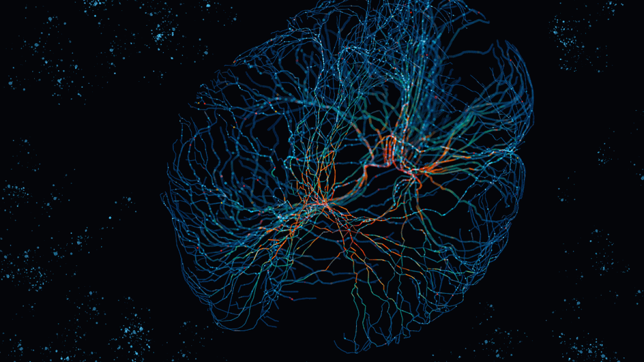 Study urges caution when comparing neural networks to the brain