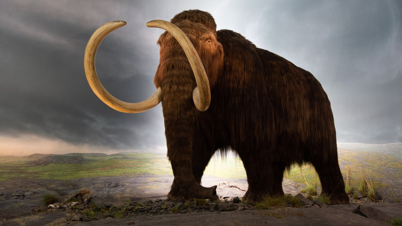 Mammoth Mission: How Colossal Biosciences Aims to ‘De-Extinct’ the Woolly Mammoth